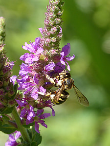 Hornet, fleur, Libar, Megascolia maculata, fleur sauvage
