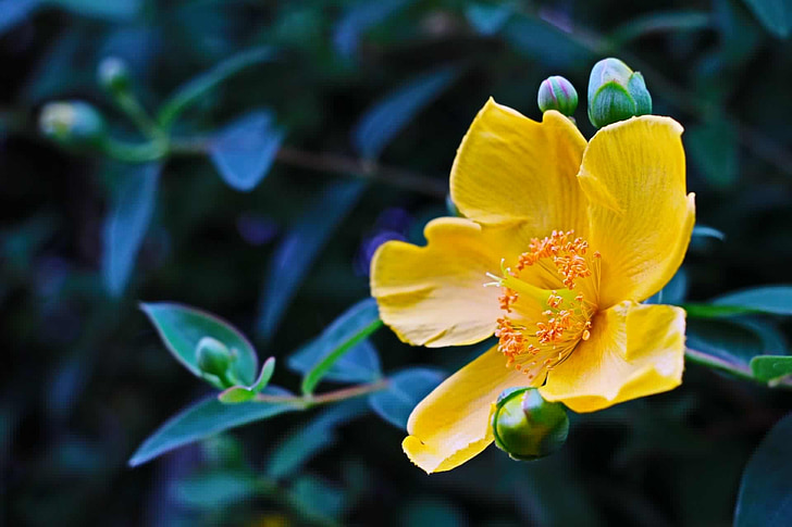 Hypericum, blomst, tutsan, gul, blad, miljø, Storblomstret Perikon