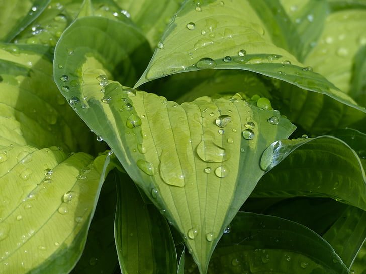 Hosta, água, gota de chuva, folha, planta, verde, planta perene