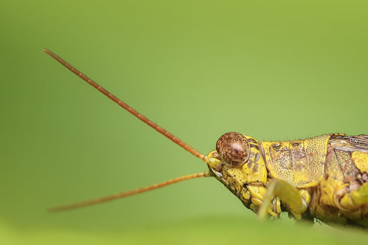 grasshopper, insect, macro, green, nature, animal, one animal