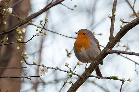 Robin, Červenka obecná, zpěvný pták, pták, malý pták, větev, jedno zvíře