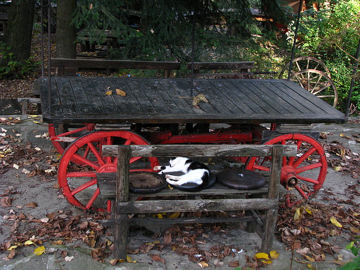 table, cat, autumn, colorful, cart, push cart, trolley