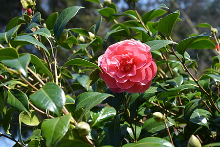Blume, Blätter, Natur, Rosa, Frühling, rotes Blatt, Camelia