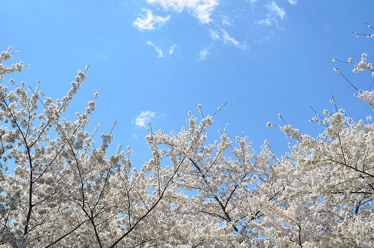balta, ziedi, koks, filiāles, skaidrs, zila, debesis