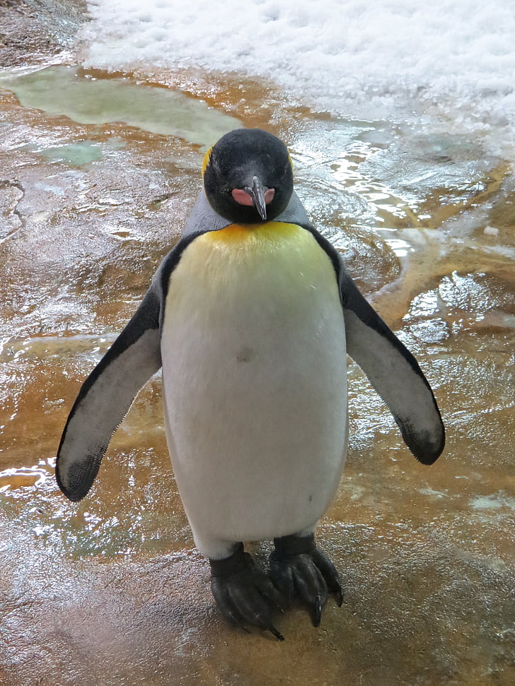 pinguim, Mer de glace, animal Zoo, animal, rocha, água, natureza