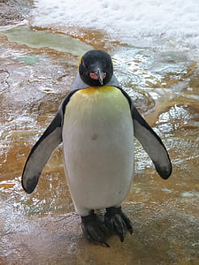 penguin, Mer de glace, hewan kebun binatang, hewan, batu, air, alam