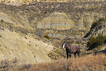 stallion, wild horse, mustang, north dakota, theodore roosevelt national park, nature, animal
