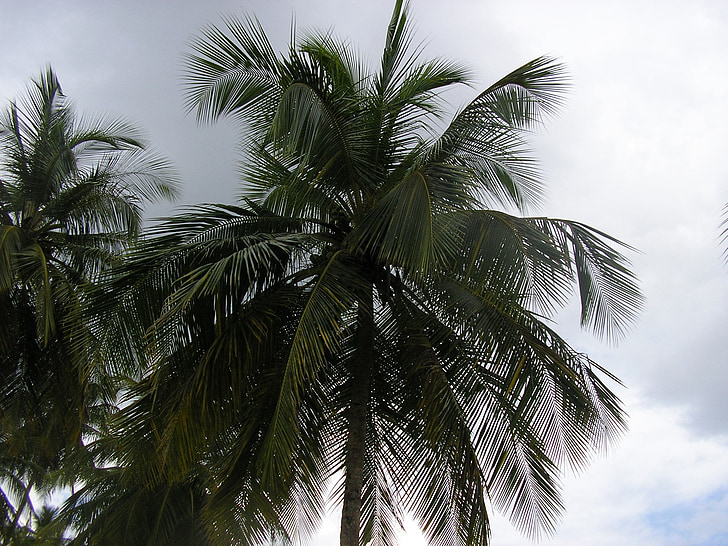棕榈树, 天空, 风光, 植物, 自然, 树, 热带气候