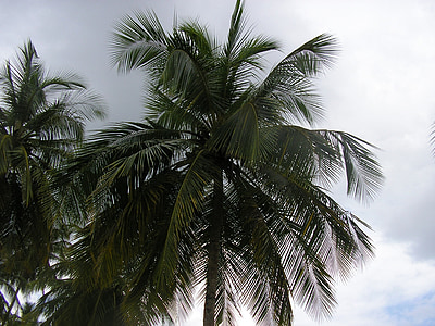 palmiye ağaçları, gökyüzü, sahne, bitki, doğa, ağaç, tropikal iklim