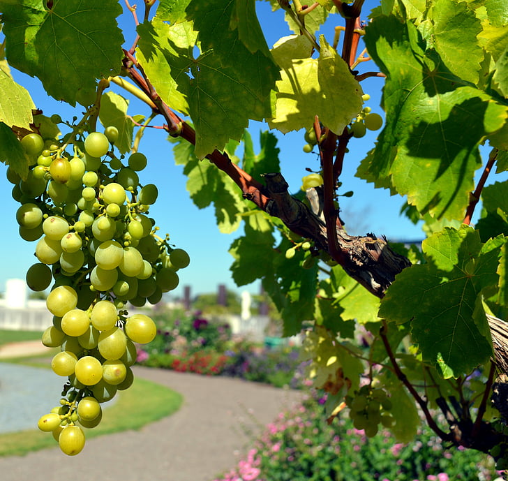 grapes, vine, wine, white grapes, fruits, winegrowing, edible