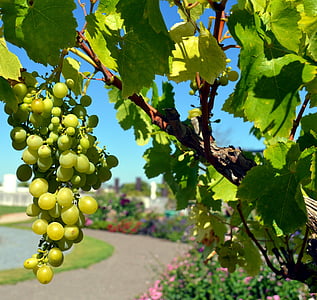 uva, vite, vino, uva bianca, frutta, viticoltura, commestibili