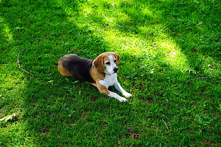 Beagle, chien, chien de race pure, regard de chien, préoccupations, animal de compagnie, animal