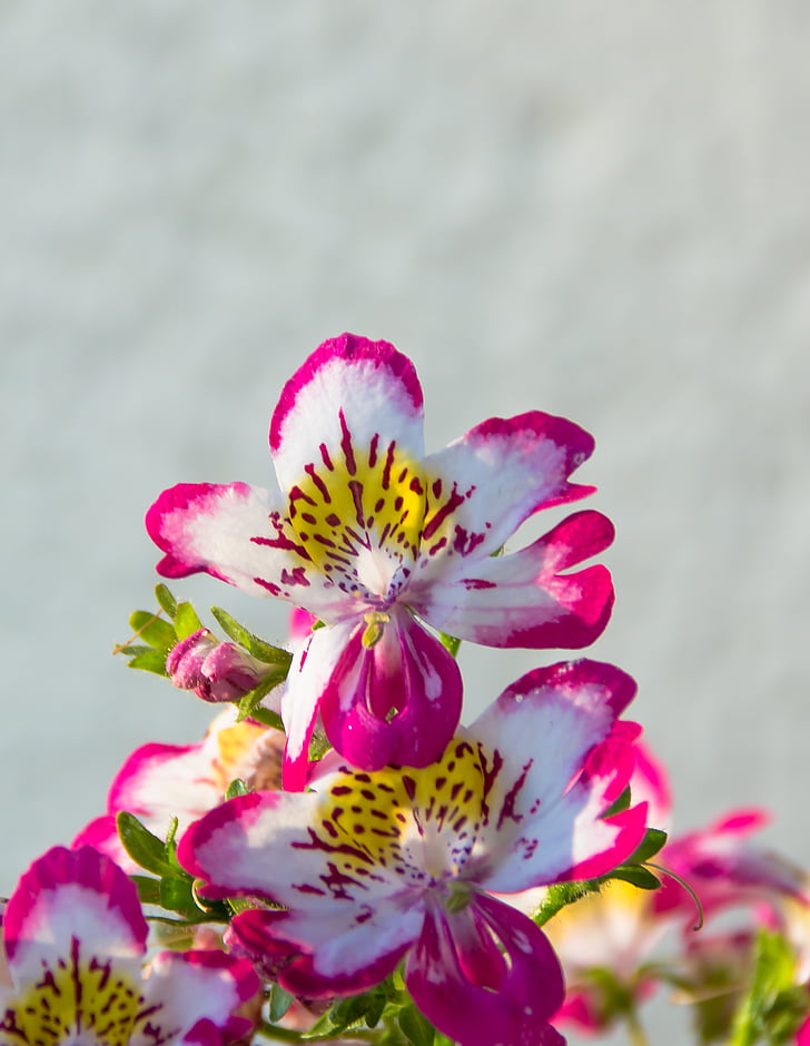 bauernorchidee, balcony plant, pink, white, flowers, spring, nature