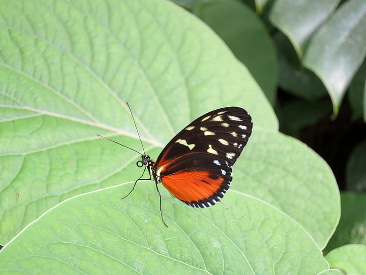 пеперуда, насекоми, природата, листа, пеперуда - насекоми, едно животно, зелен цвят