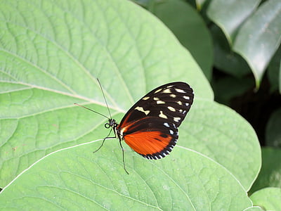 Метелик, Комаха, Природа, лист, Метелик - комах, одна тварина, зелений колір