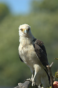 àguila peixatera, Llanos, Veneçuela, Raptor, animal