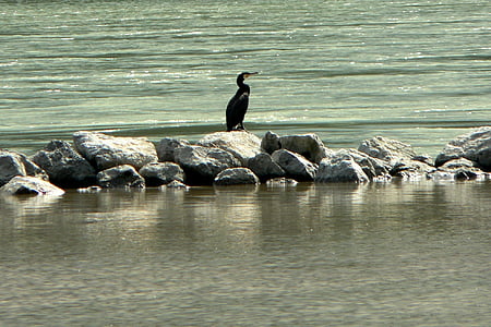 Slovakia, sông Danube, Moravia, sông, con chim, cormorant