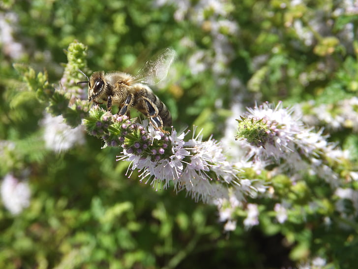 꿀벌, 자연, 곤충, 꽃, 블 룸, 매크로, 정원