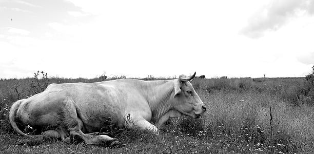 Корова, пастбище, черный и белый, животное, крупный рогатый скот, черно-белая коров, поле