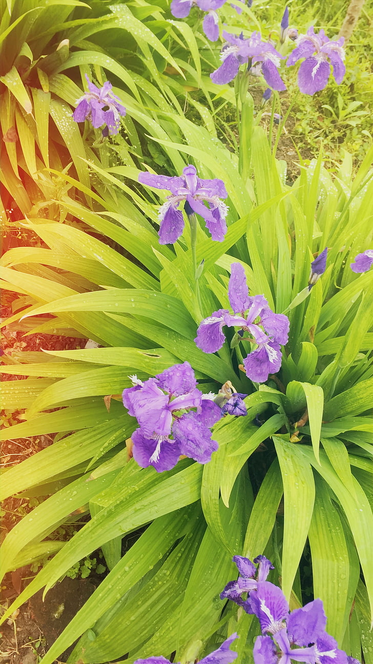 Iris, bunga, bunga, alam, tanaman, ungu, musim panas