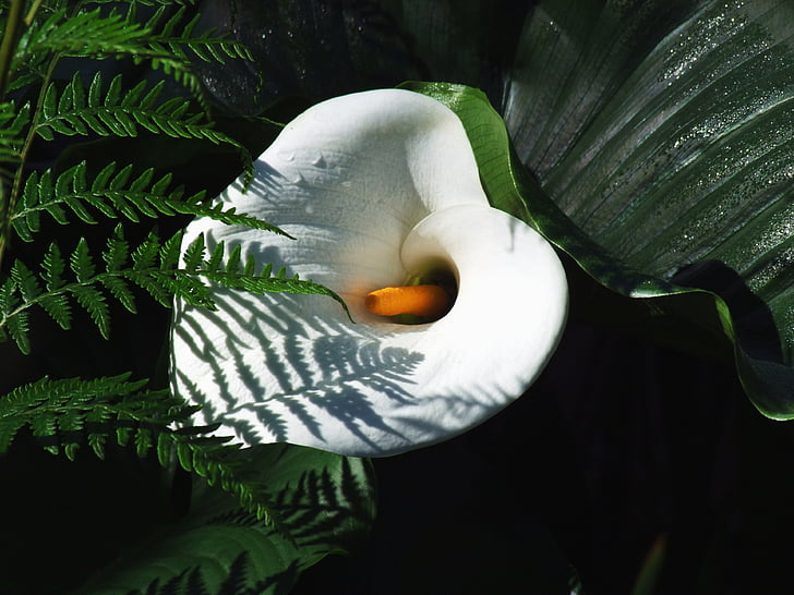 white lily, flower, fern, white, lily, plant, flora