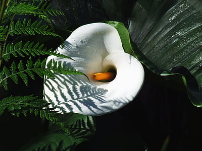 λευκό κρίνο, λουλούδι, φτέρη, λευκό, κρίνος, φυτό, χλωρίδα