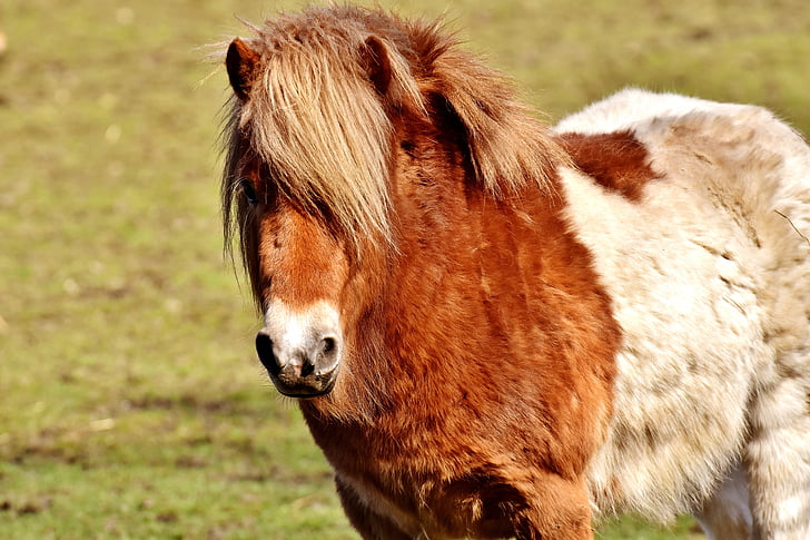 Pony, marrone, bianco, cavallo, animale, criniera, testa di cavallo