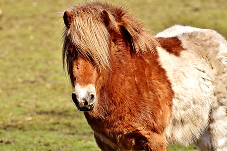 poni, marró, blanc, cavall, animal, cabellera, cap cavall
