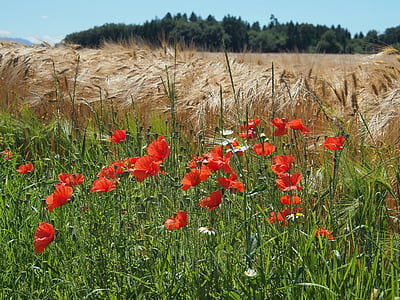 summer, cereals, landscape, poppies, agriculture, field, nature