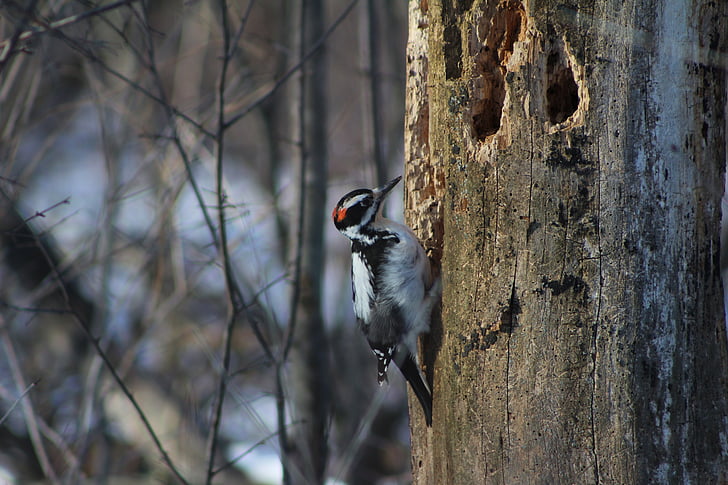 woodpecker, tree, bird, nature, animal, wildlife, branch