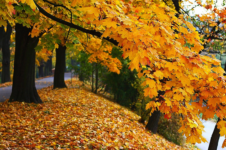 jeseni, padec, sezona, barve, narave, krajine