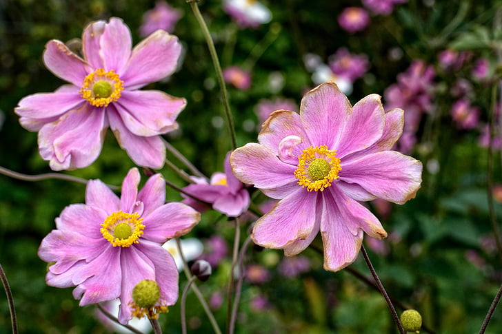 jesen anemone, Anemone hupehensis, Anemone, cvijet, cvatu, Vrtna biljka, Ukrasna biljka