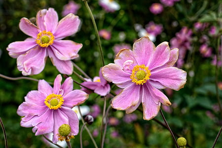 fald anemone, Anemone hupehensis, Anemone, Blossom, Bloom, haveplante, Prydplante