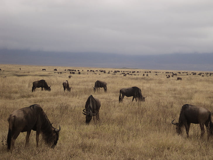 Buffalo, GNU, Safari, Tanzánia, Savannah, Národný park Serengeti, Afrika
