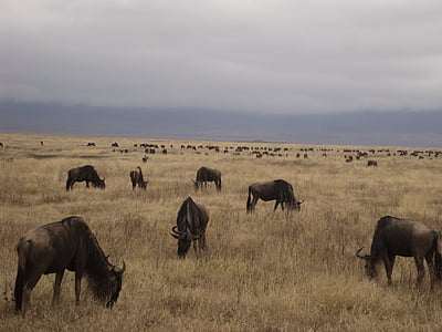 buffalo, gnu, safari, tanzania, savannah, serengeti, africa