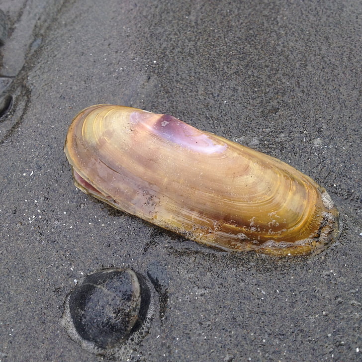 Shell, sand, Seaside, Beach, Seashell, strandsand, Sea shell