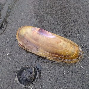Shell, liiv, mereäär, Beach, Seashell, rannas liiva, Sea shell