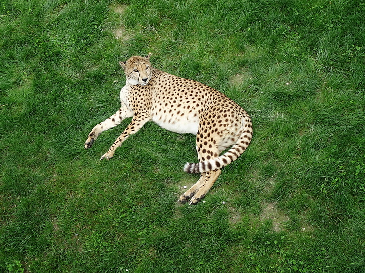 Leopard, Panthera pardus, jardim zoológico, Zoológico de tonis, animal, gato grande, predador