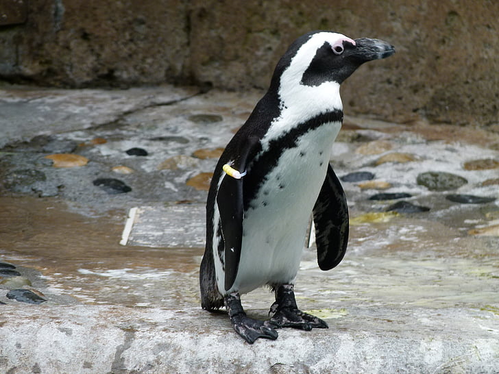 african penguin, aves, spheniscus demersus, bird, animal, ocean, sea-life