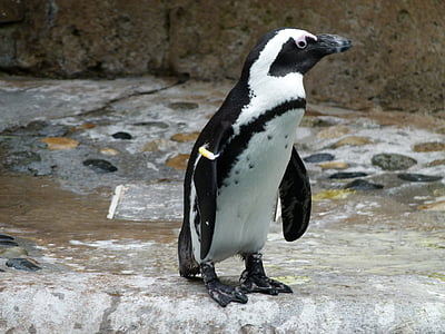 Afriški pingvin, Aves, spheniscus demersus, ptica, živali, Ocean, morje-življenje