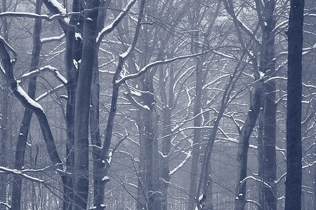 miško, žiemą, sniego, medžiai, žiemą miške, medžių kamienų