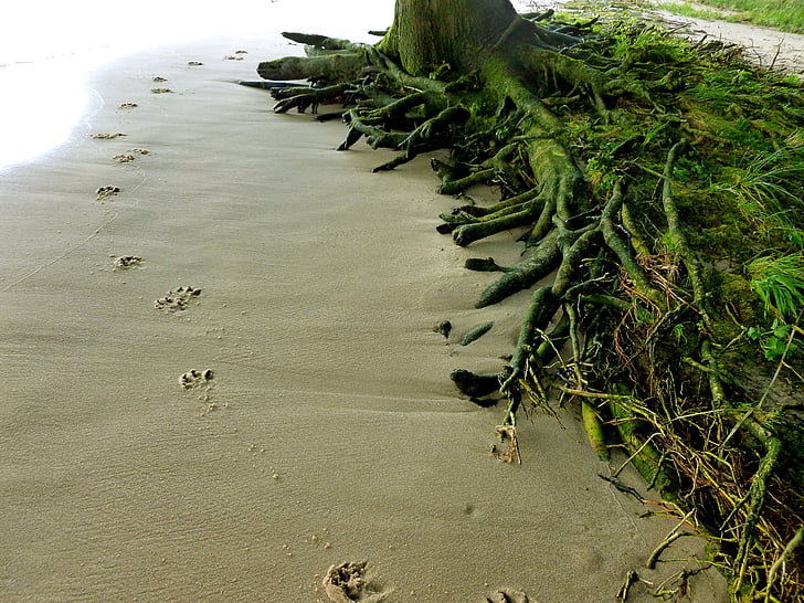 állatok lábnyomai, kutya, kutya pálya, homok, Elba beach, nyomok, fa gyökerei