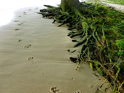 animal tracks, dog, dog track, sand, elbe beach, traces, tree roots