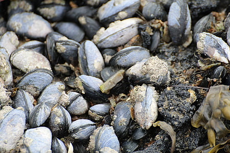 mussels, watt area, coastal region, barnacles, north sea