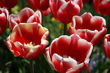 Tulip, kvety, rastlín, Príroda, červená, jar, kvet
