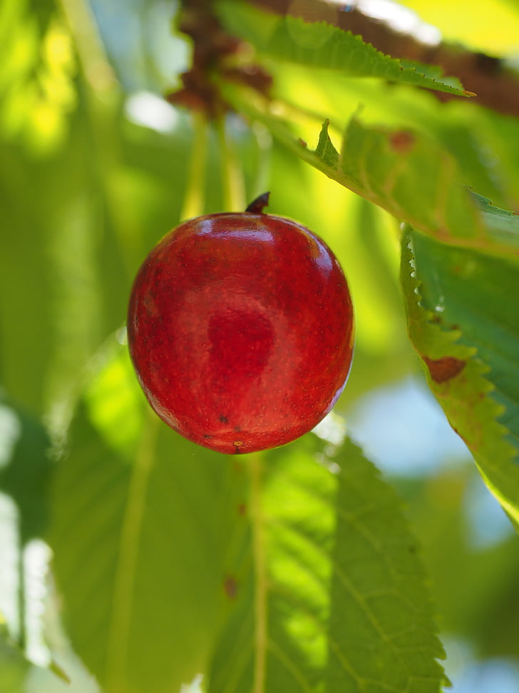 wiśnie, owoce, owoce, czerwony, dojrzałe, Sweet cherry, Owocowy