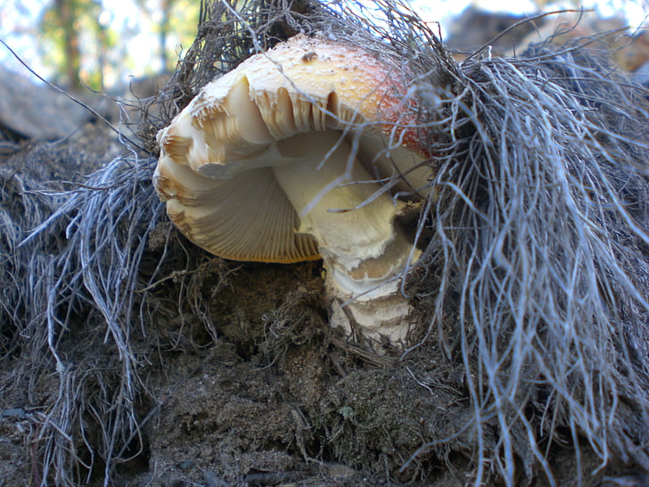 houby, móda, podzim