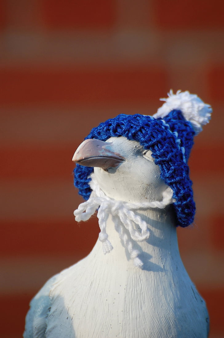 seagull, cap, cheeky, funny, cold