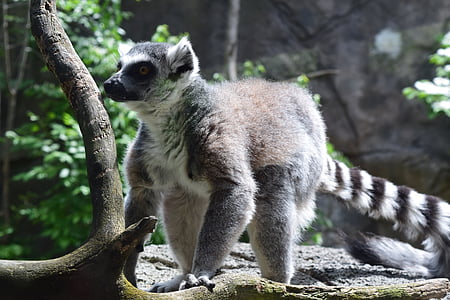 animal, Lemur, selvagem, vida selvagem, natureza, jardim zoológico, mamífero