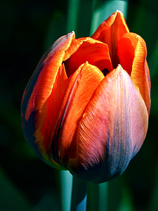 tulip, red, flower, blossom, spring, seasonal, nature